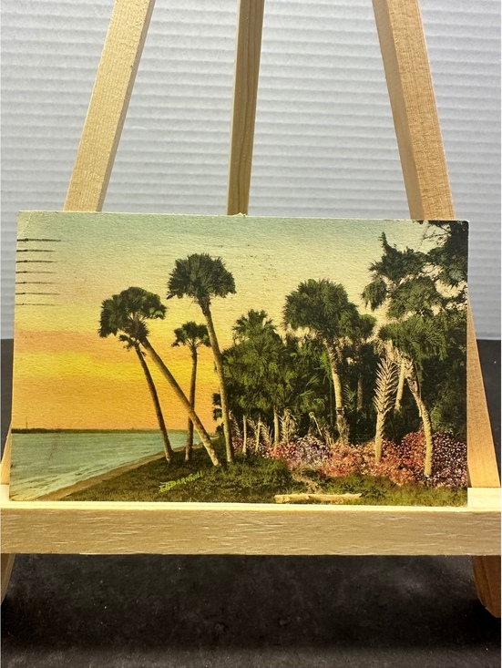 Other - 1932 St Petersburg Florida E G Barnhill palm trees vintage postcard